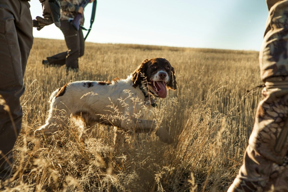 English Springer Spaniel walking in field with hunters.