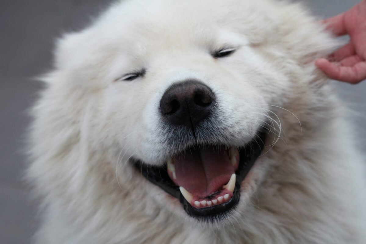 Samoyed smiling at the camera close-up.