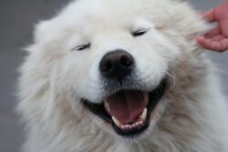 Samoyed smiling at the camera close-up.