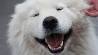 Samoyed smiling at the camera close-up.