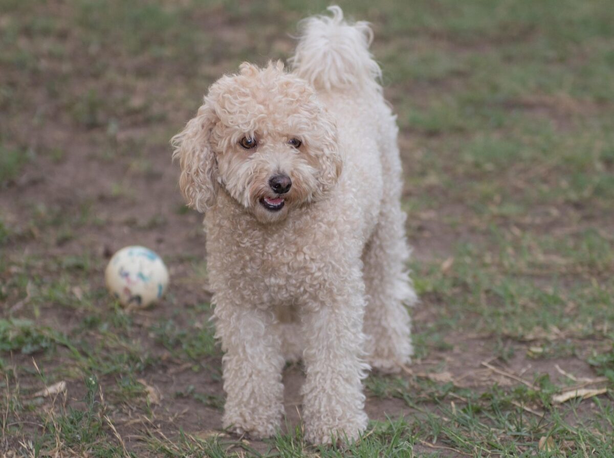 A white Standard Poodle standing in a yard with a ball.