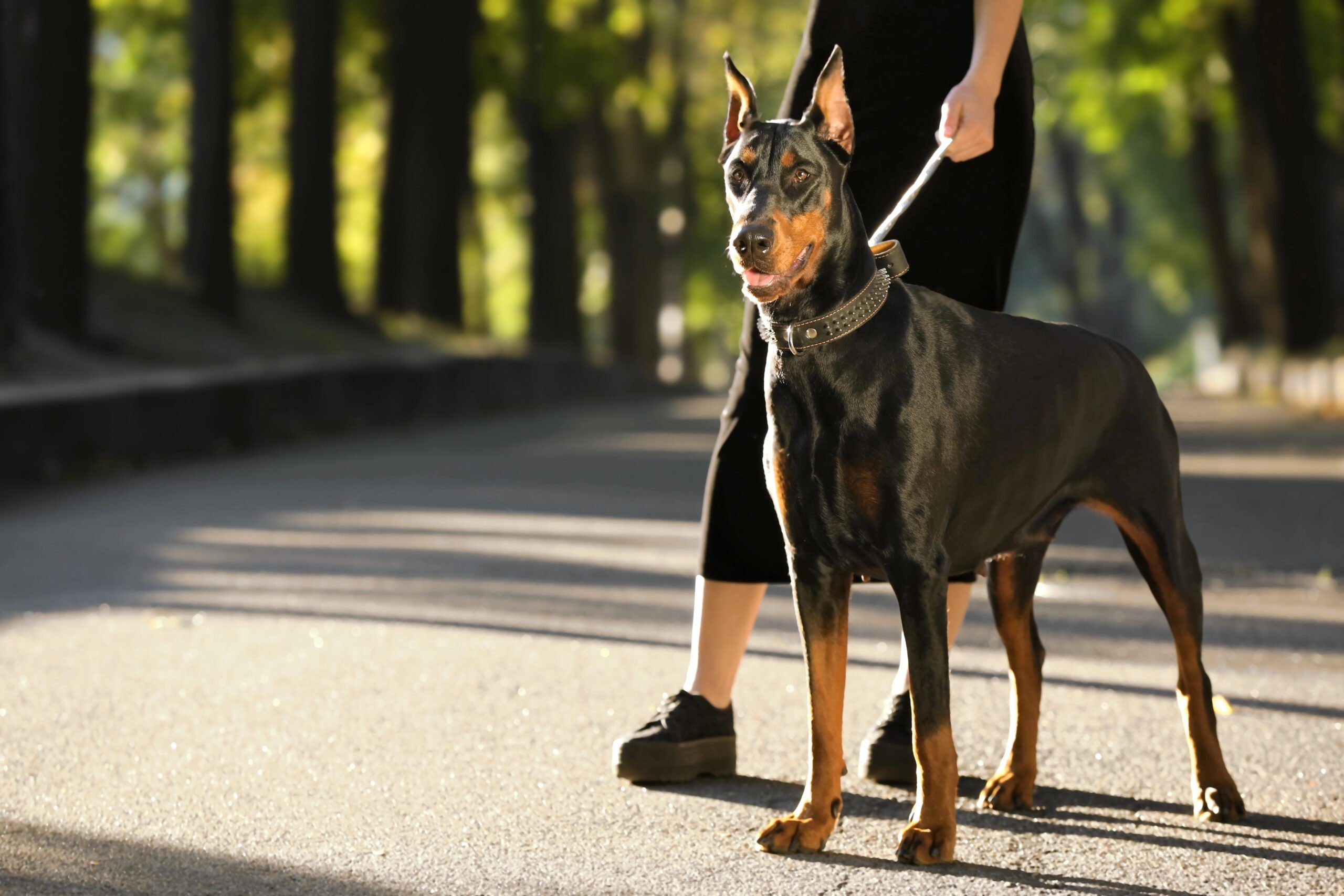 Woman walking in park with her Doberman.