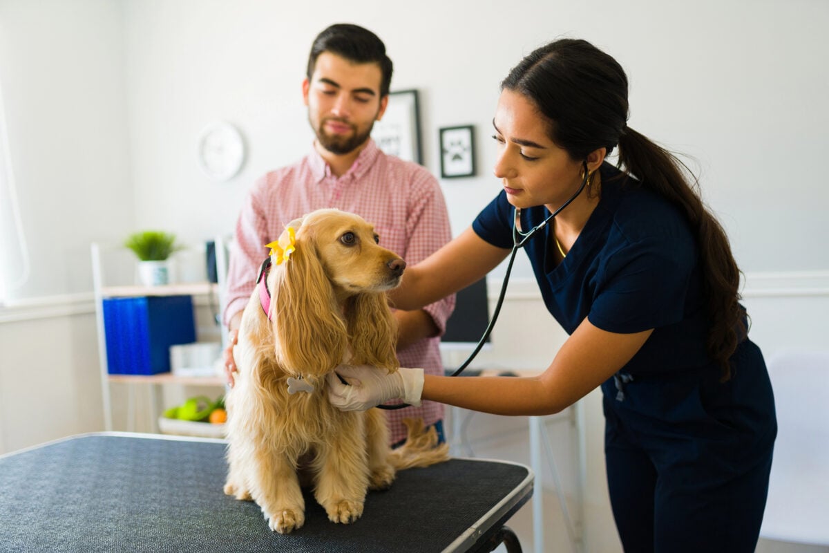 Worried female vet checking the health with a stethoscope an ill Cocker Spaniel dog at the examination table.