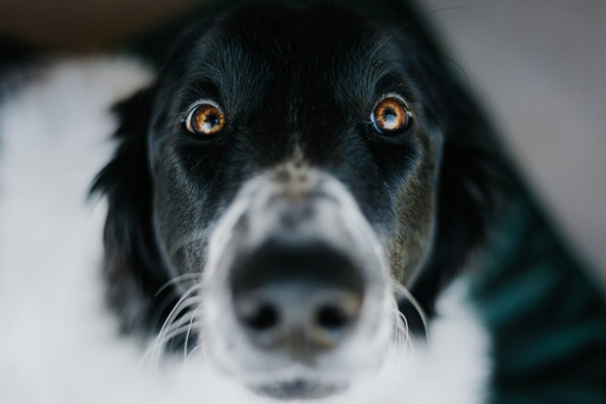 Close up of a dog staring directly at you. 