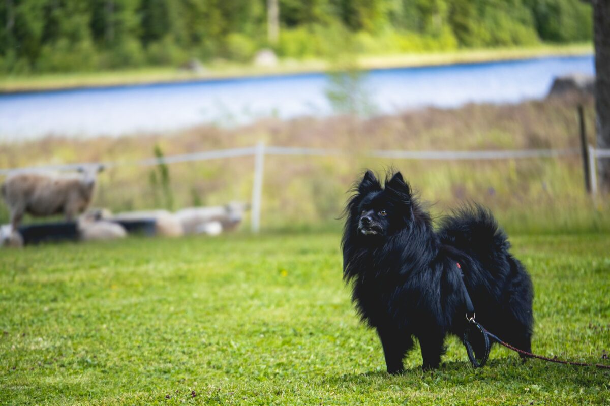 German Spitz in grass.