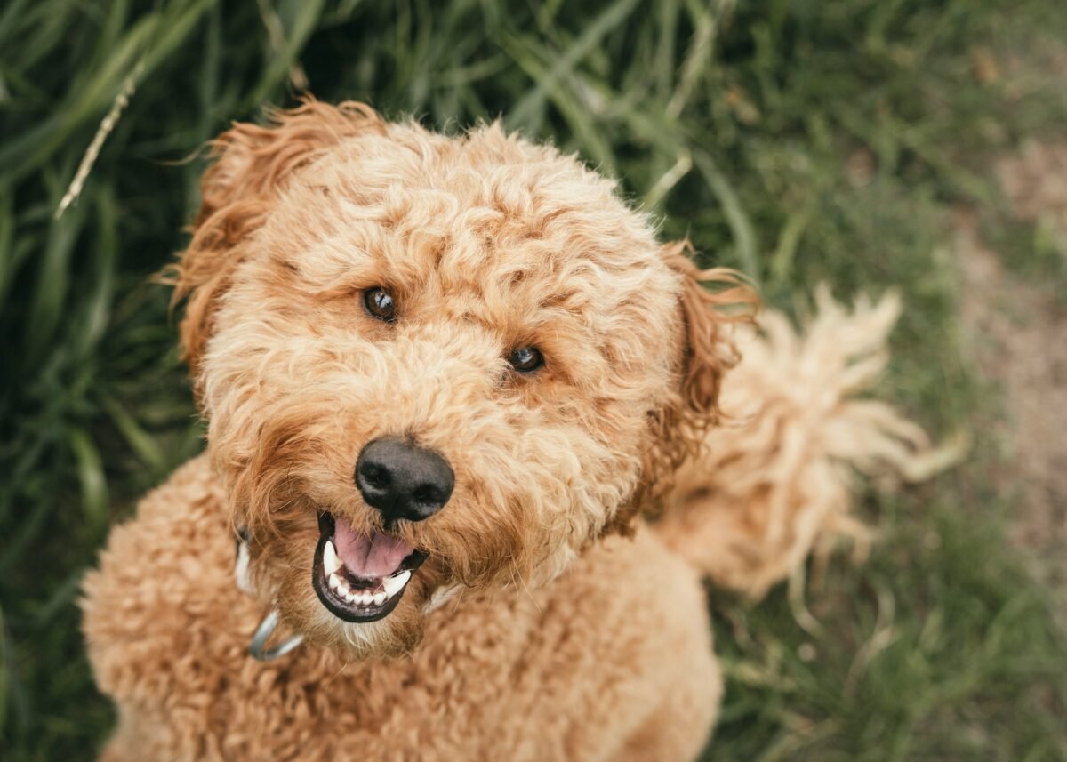 Labradoodle smiling at the camera in front of a bush.