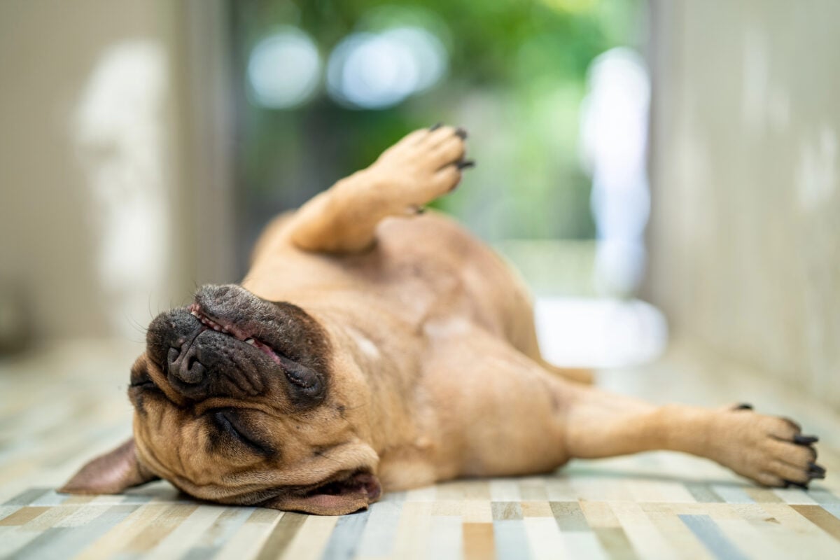 A closeup of a fawn French Bulldog sleeping on the floor on its back.