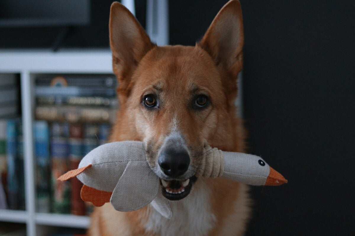 Dog carrying a stuffed bird toy.
