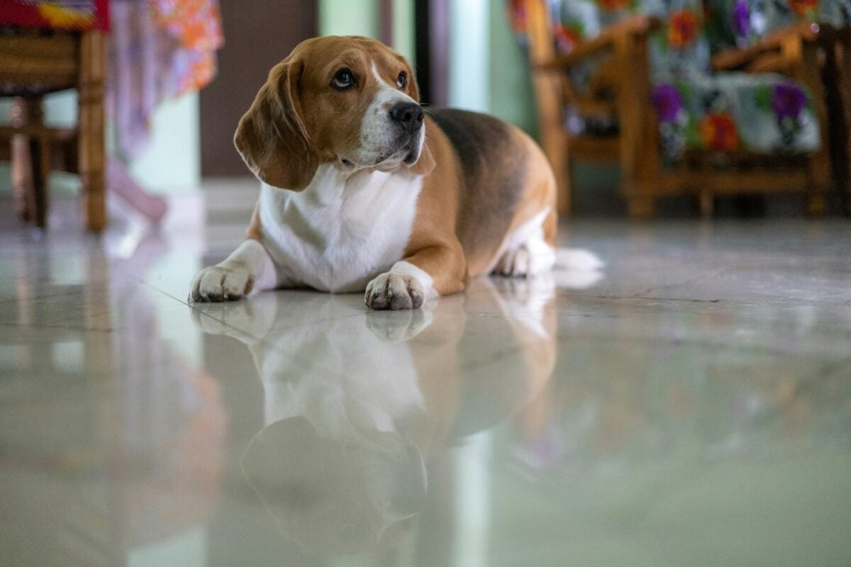Beagle lying low on shiny, tile floor looking alert and unsure.