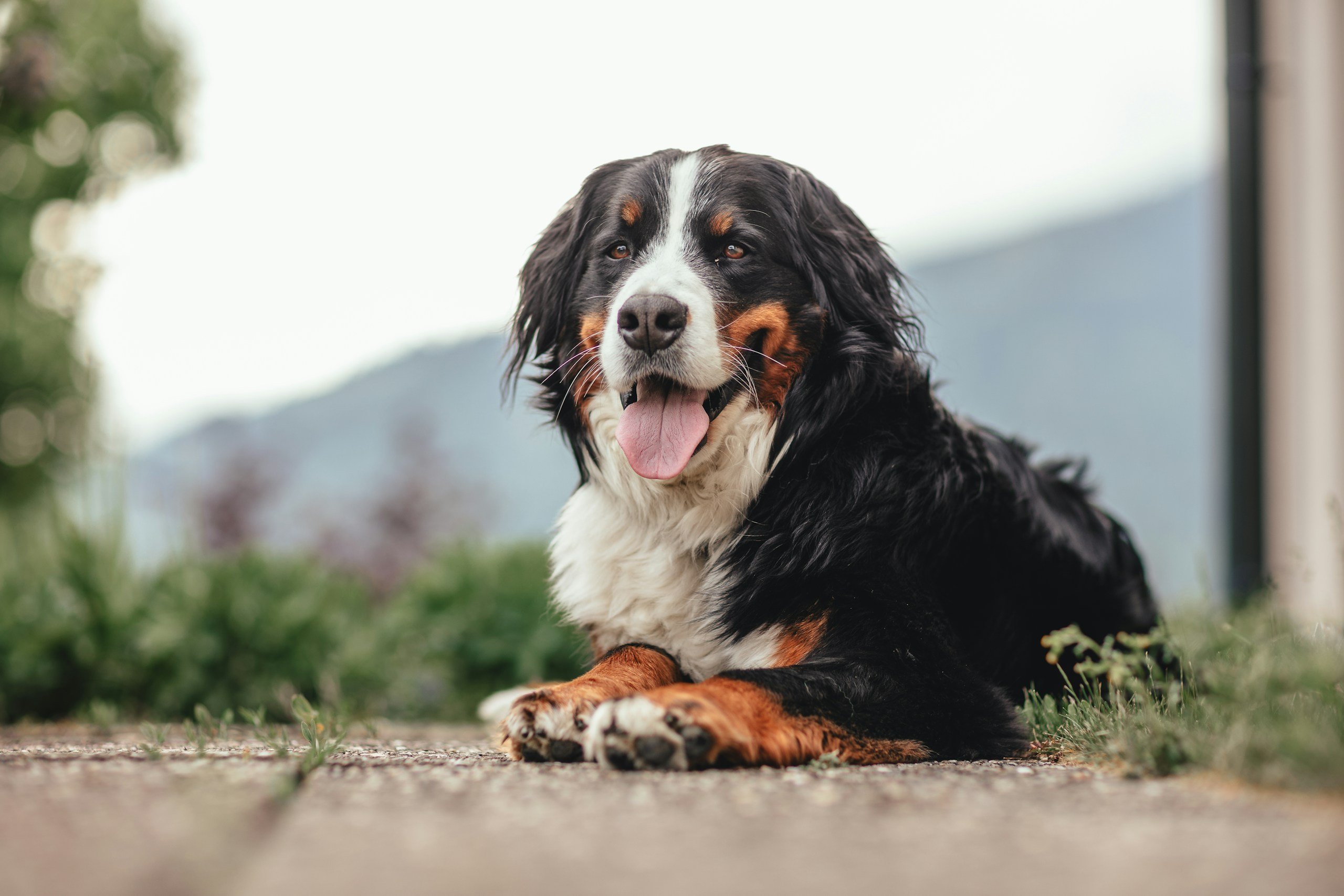 Bernese Mountain Dog lying outsid eon pavement.