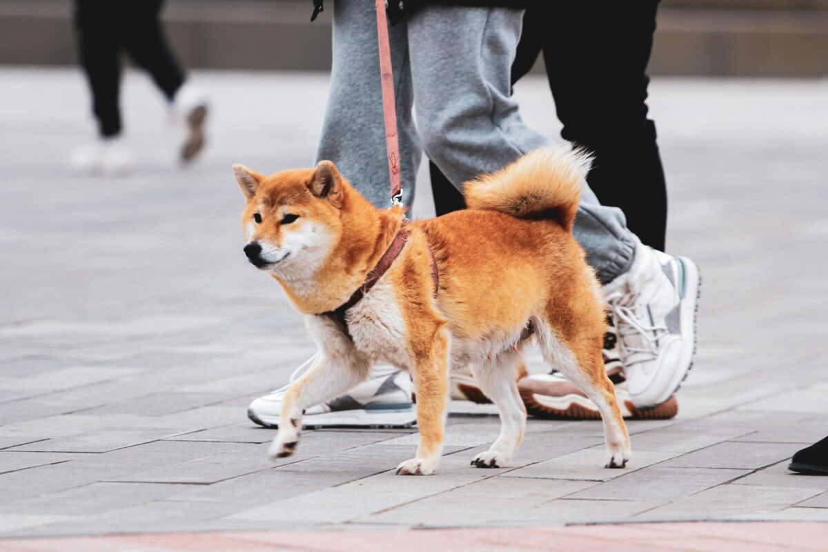 Shiba Inu walking on leash in city.