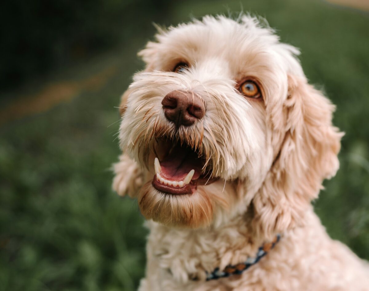 A Labradoodle with golden eyes, smiling and looking up.