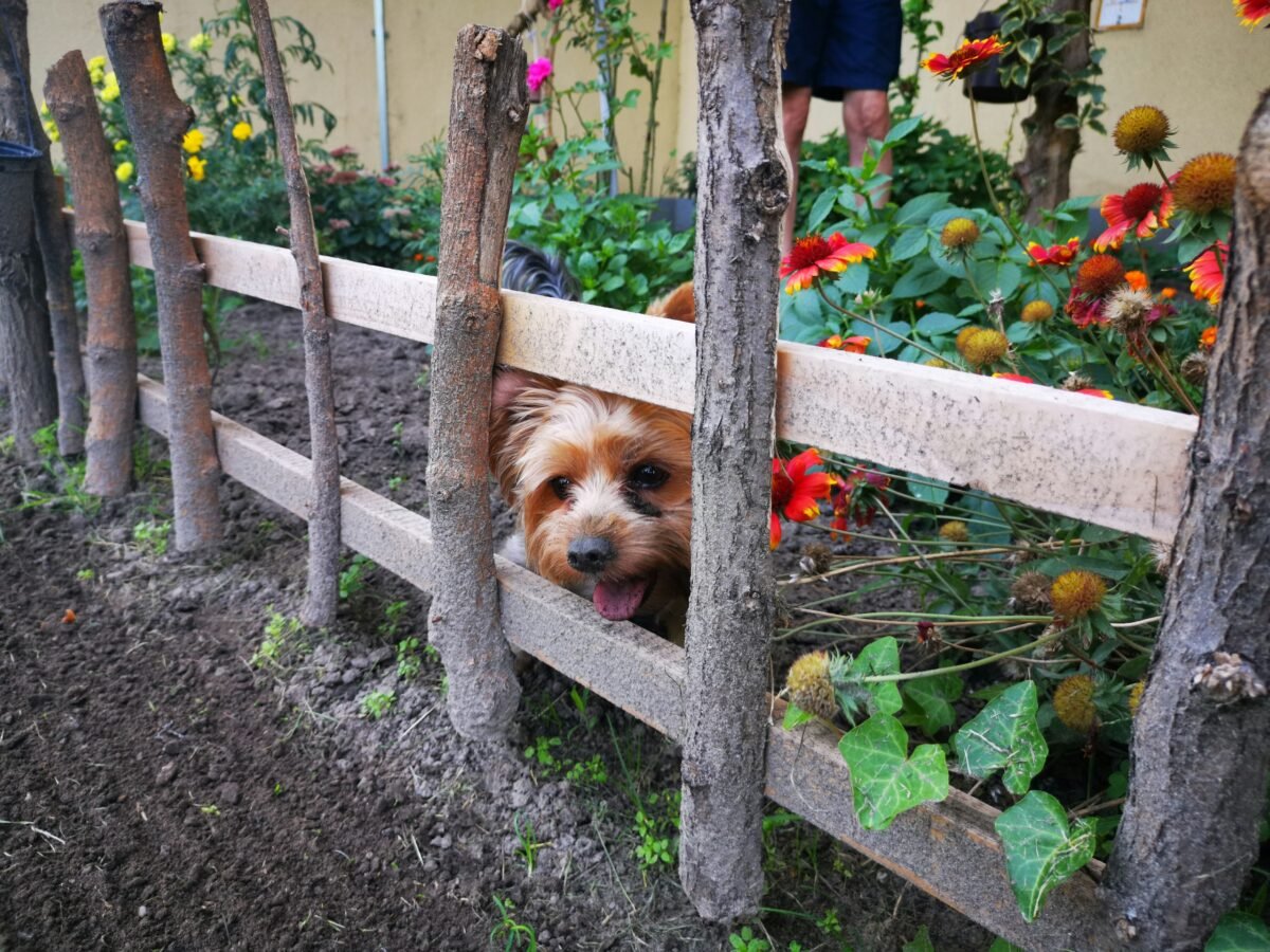 Dog behind rustic fence and flowers.