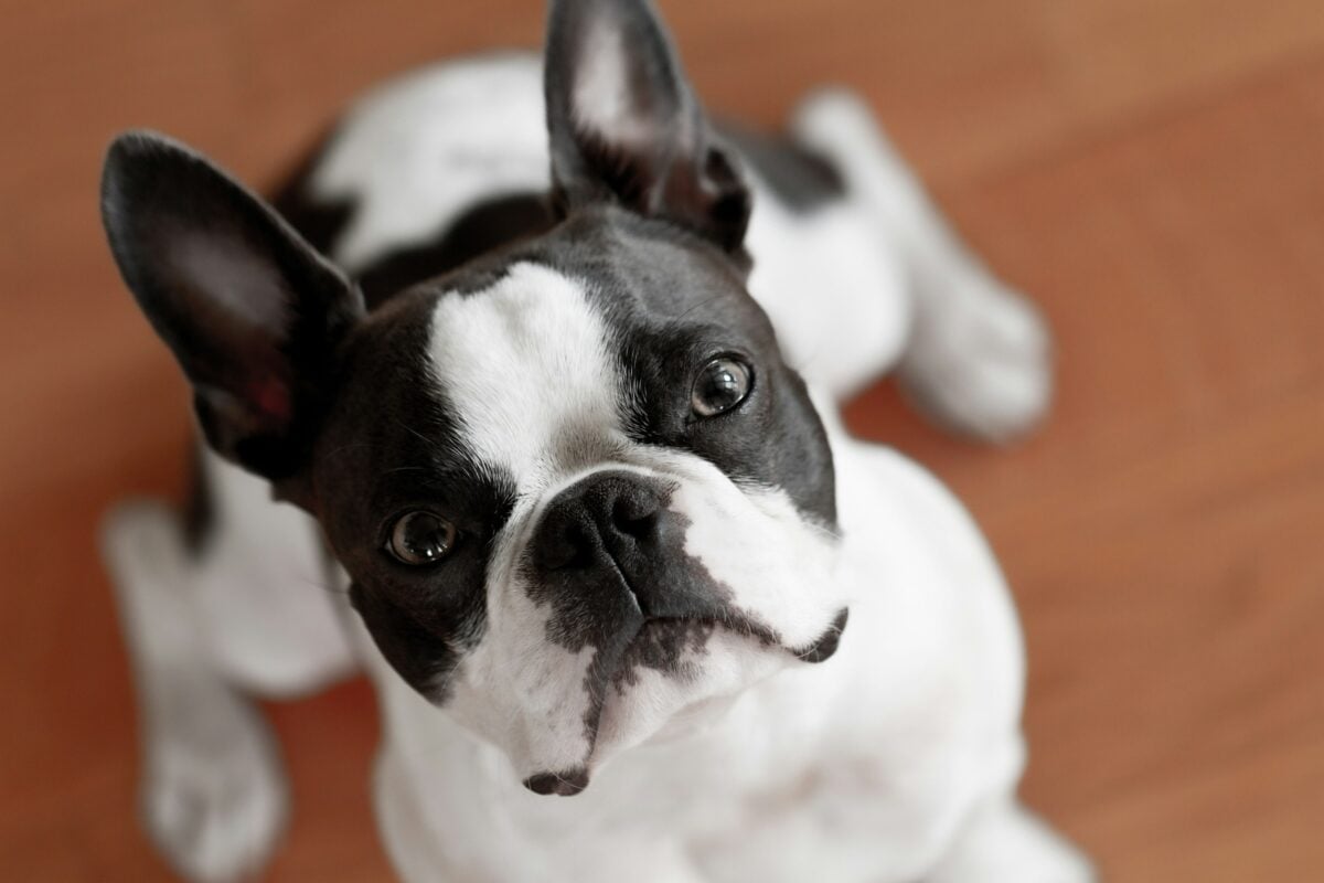 Close-up of Boston Terrier looking up at owner.
