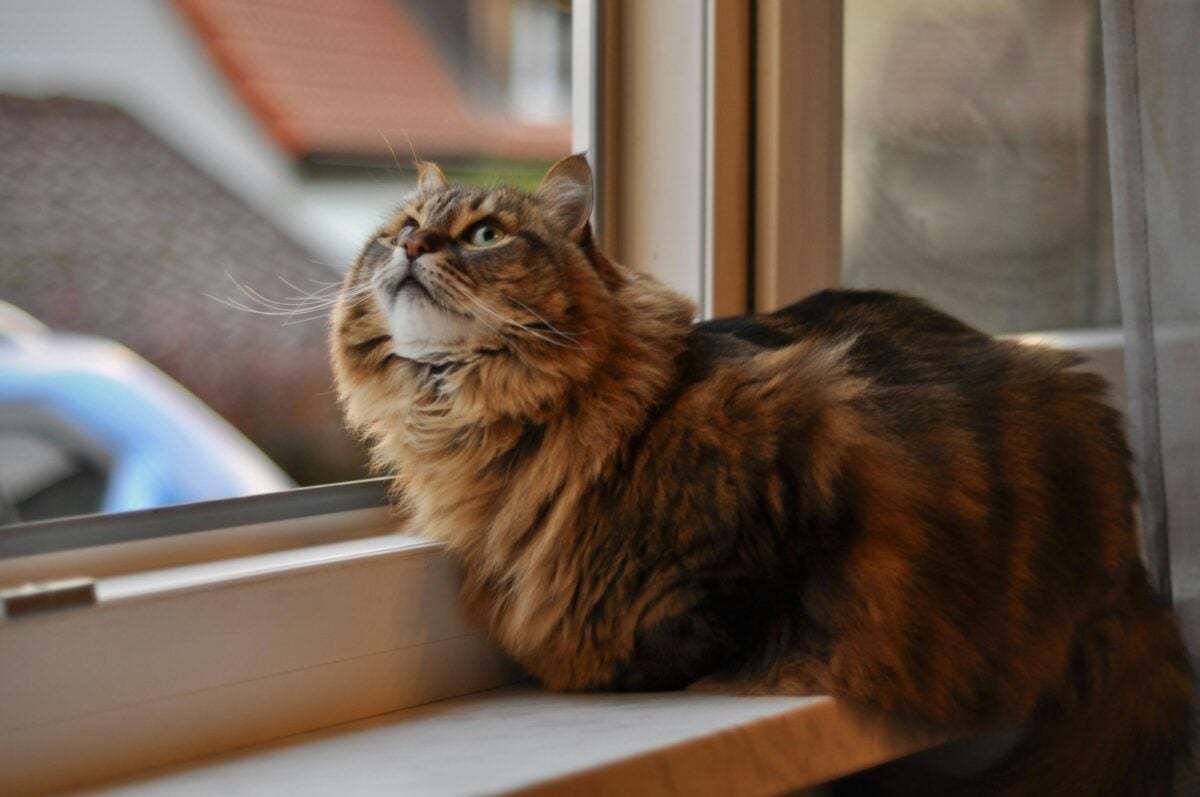 A fluffy Siberian cat looking out window.