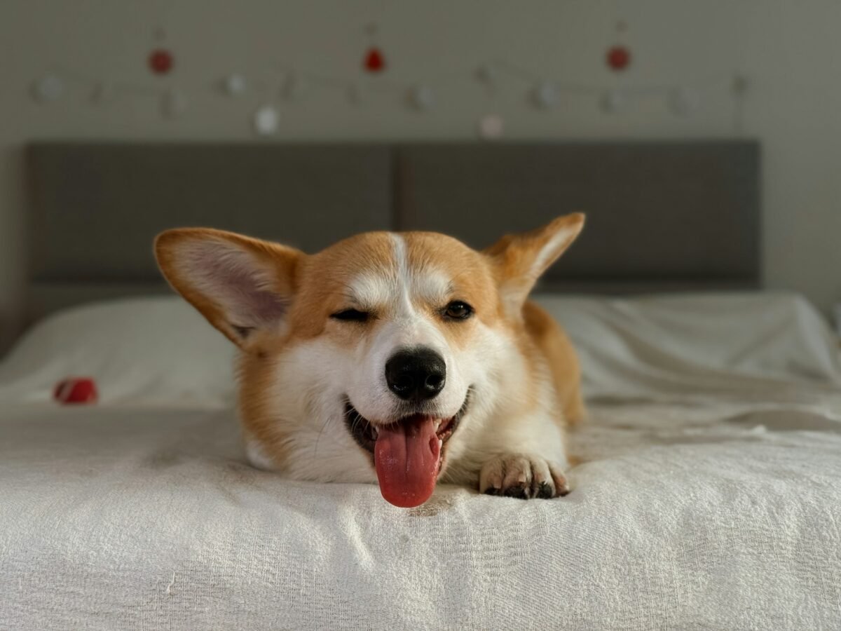 Corgi lying on a bed in sunlight squinting with tongue out. 