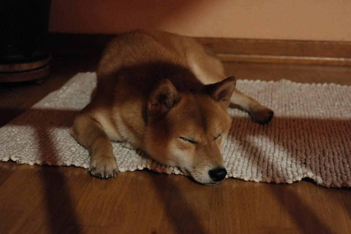 Shiba Inu sleeping on floor in sphynx pose.