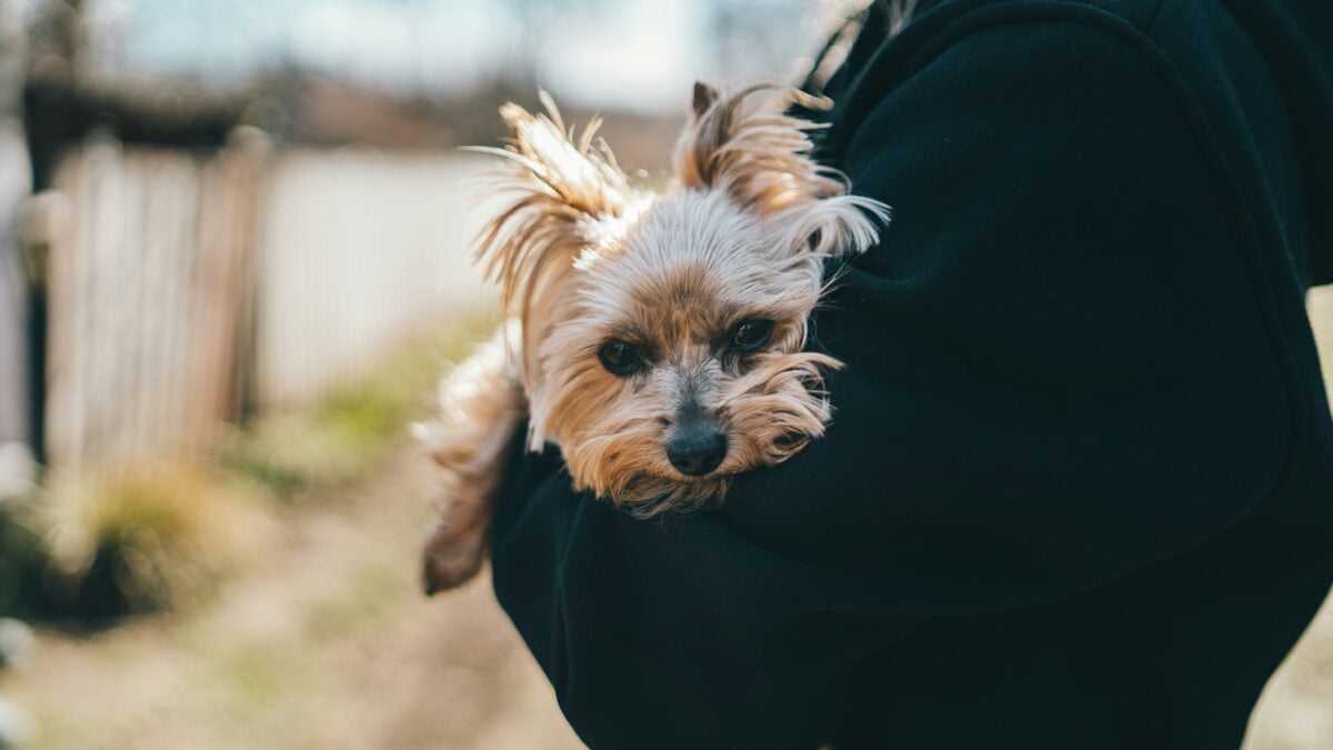 Small dog being held by a person.