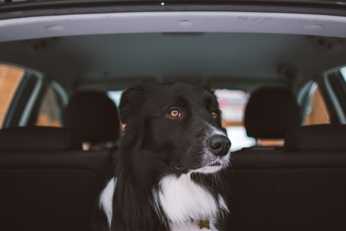 Black dog sitting in backseat looking slightly uneasy.