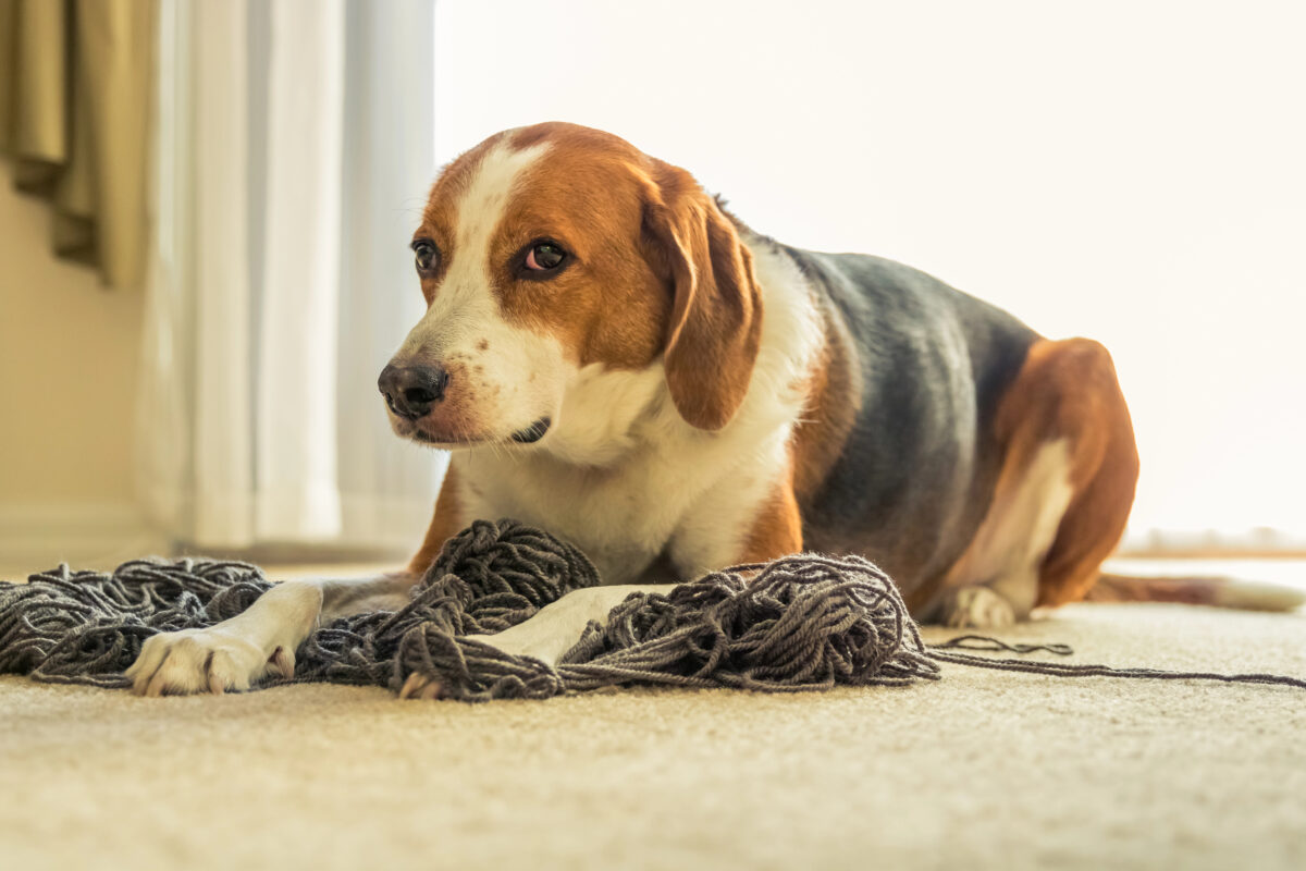 An adorable Beagle dog mix is laying on a big tangled mess of grey yarn while he gives the puppy face.
