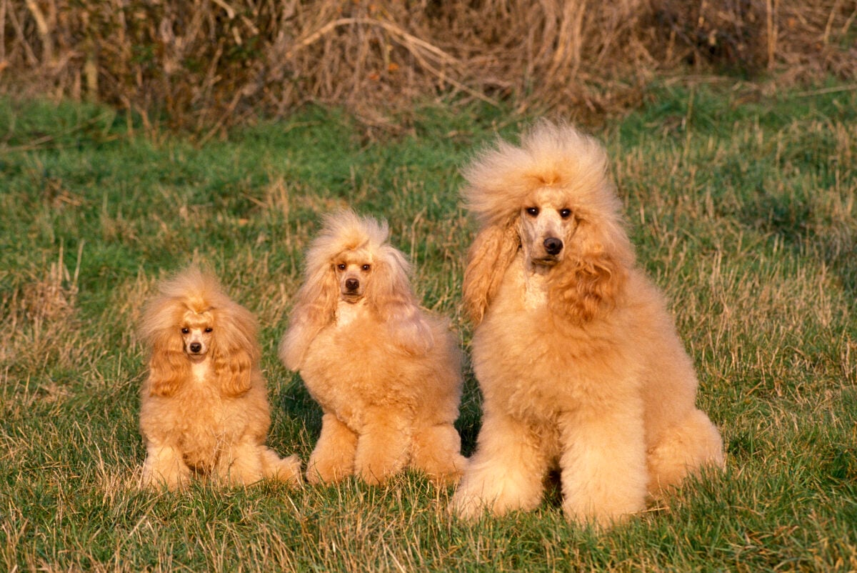 Apricot toy, mini, and standard Poodle sitting on grass.