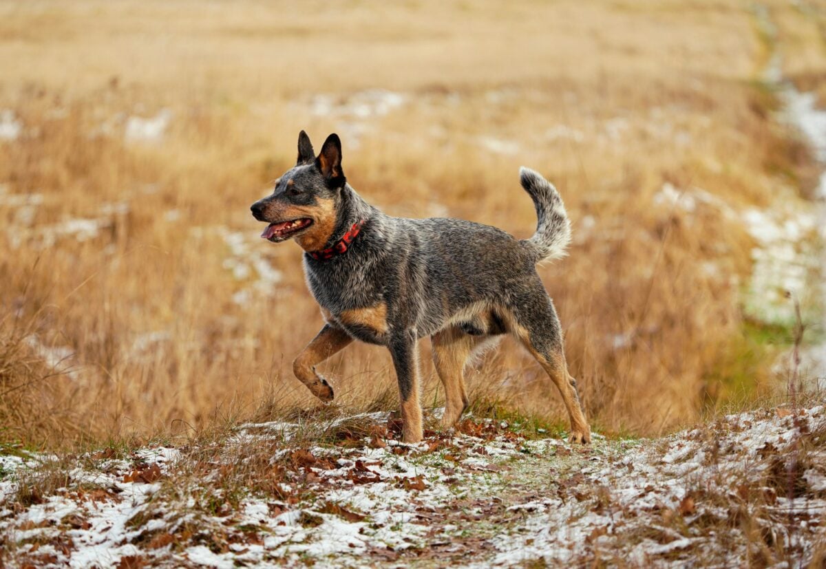Australian Cattle Dog (ACD), Blue Heeler, in field.