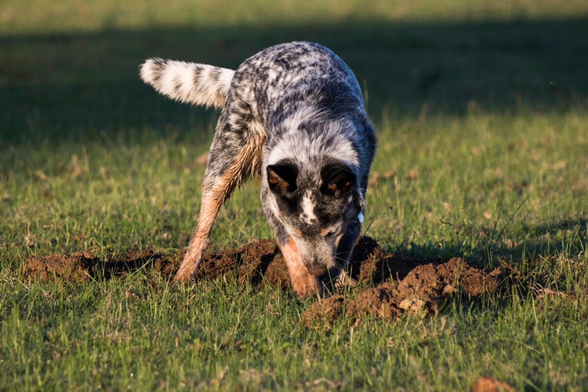 Australian Cattle Dog (Blue Heeler) digging a hole in grass.