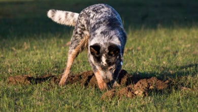 Australian Cattle Dog (Blue Heeler) digging a hole in grass.