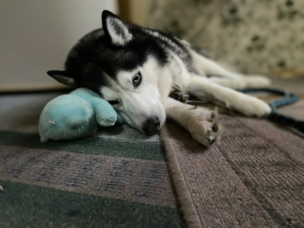 Husky dog with a stuffed bear. 
