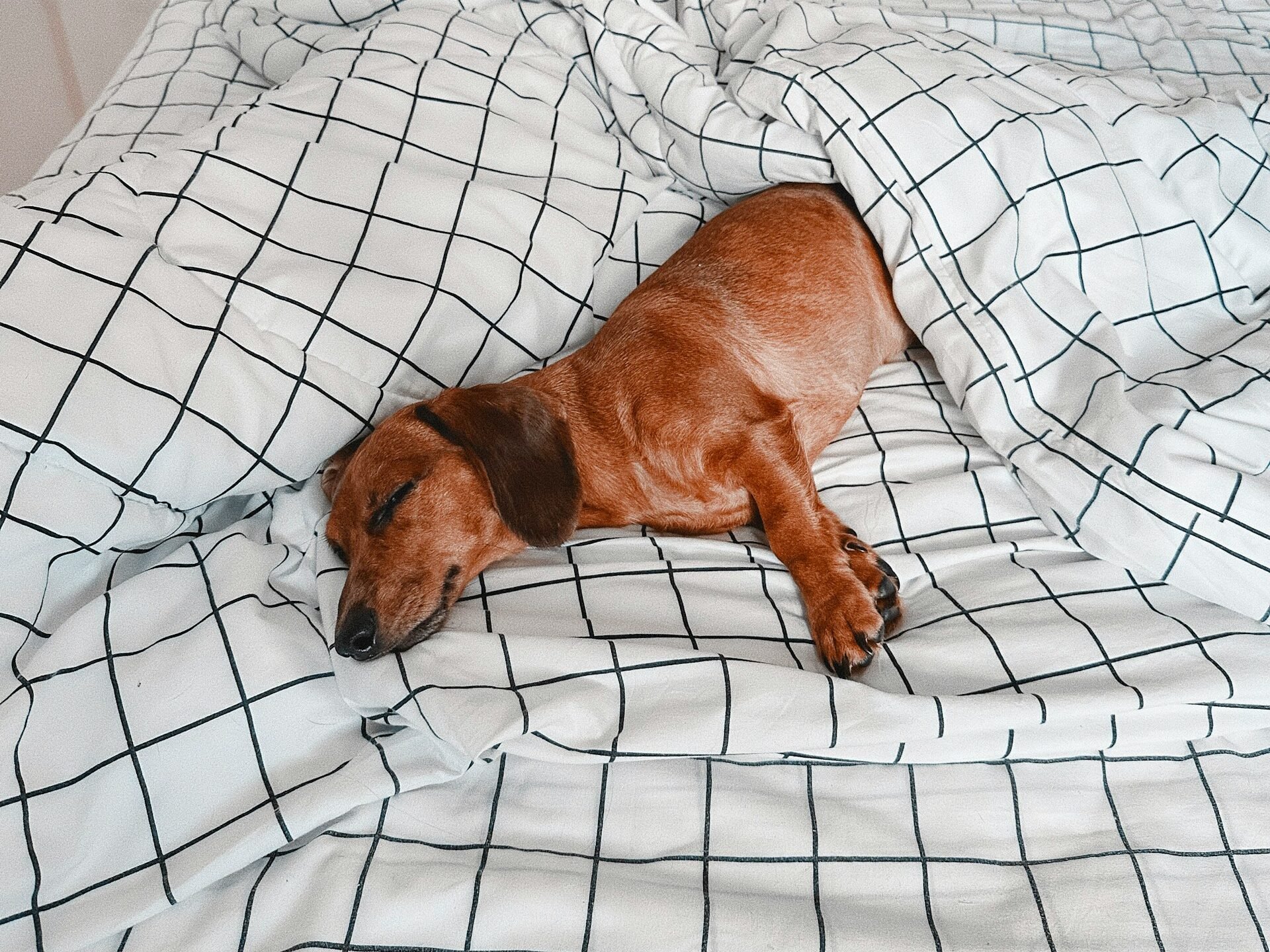 Beautiful red Dachshund sleeping on bed.