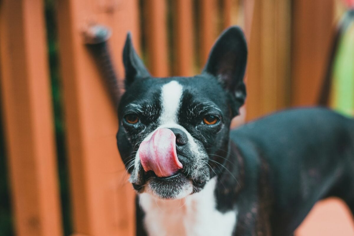 Dog licking lips.
