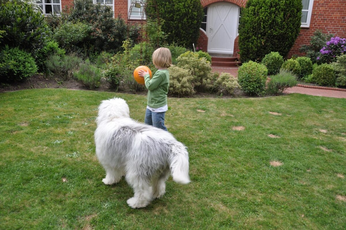 Child playing fetch with large dog in yard.