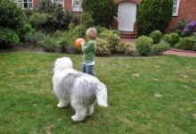 Child playing fetch with large dog in yard.