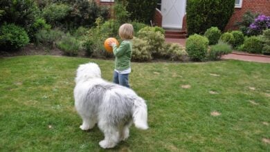 Child playing fetch with large dog in yard.