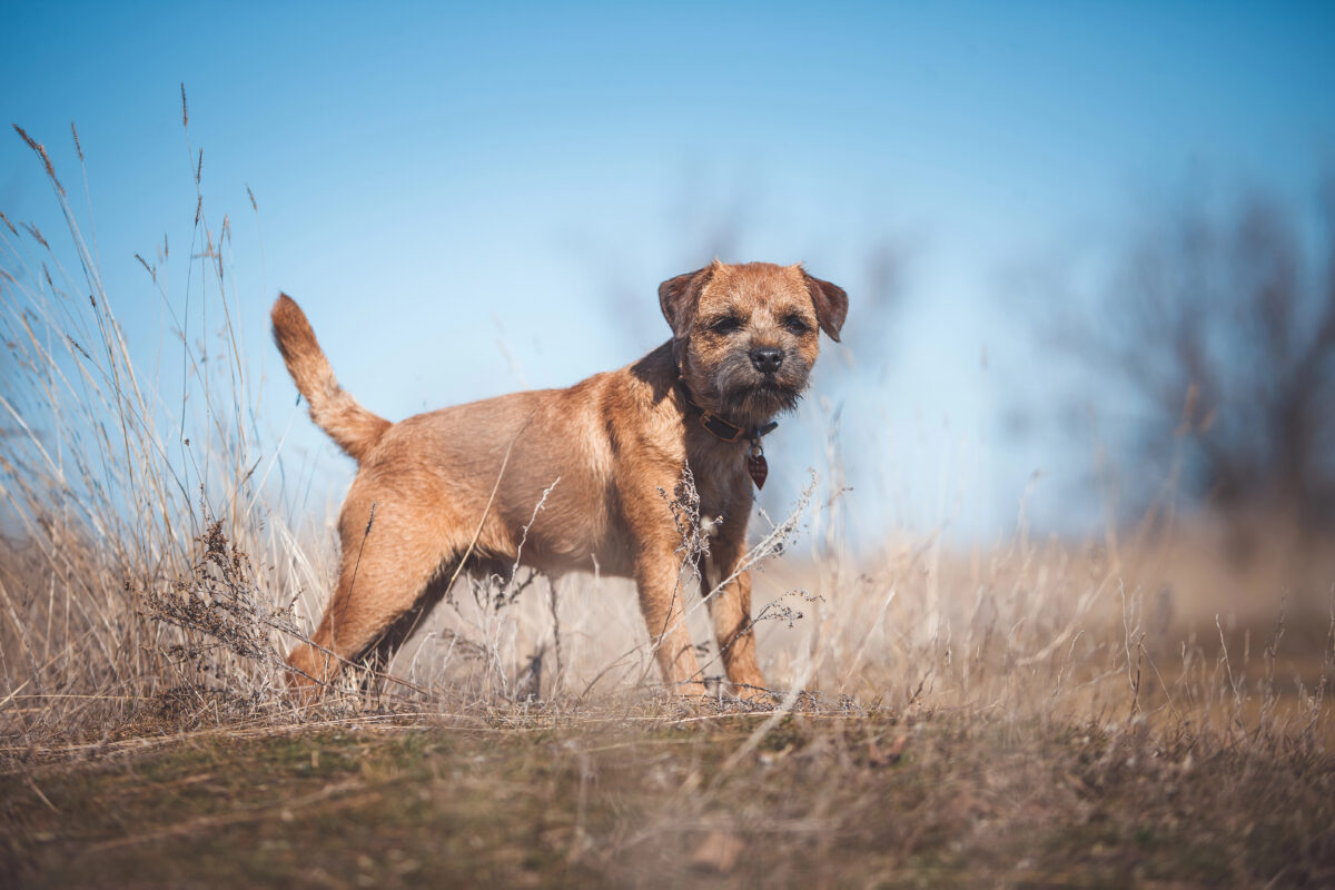 Border Terrier dog in field.