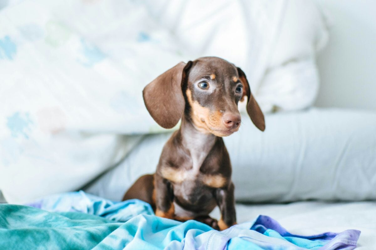 Dachshund puppy sitting on blanket.