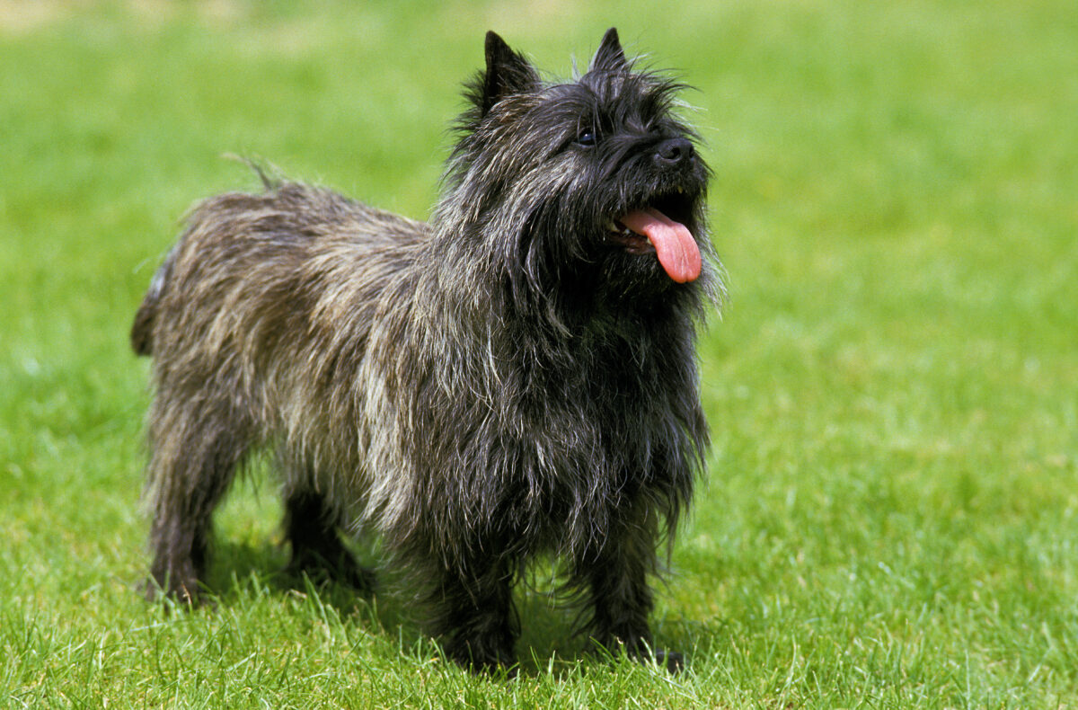 Cairn Terrier dog standing on lawn.