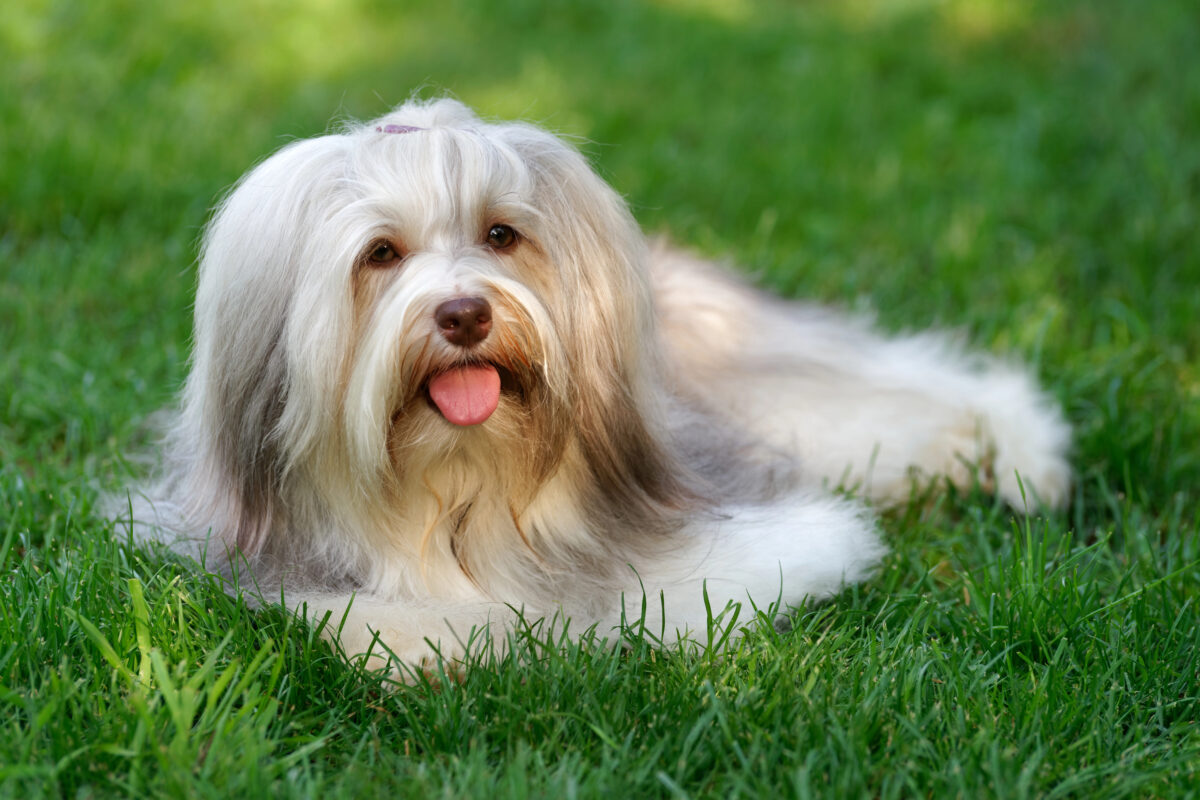 Charming chocolate colored Havanese dog lying in the grass.