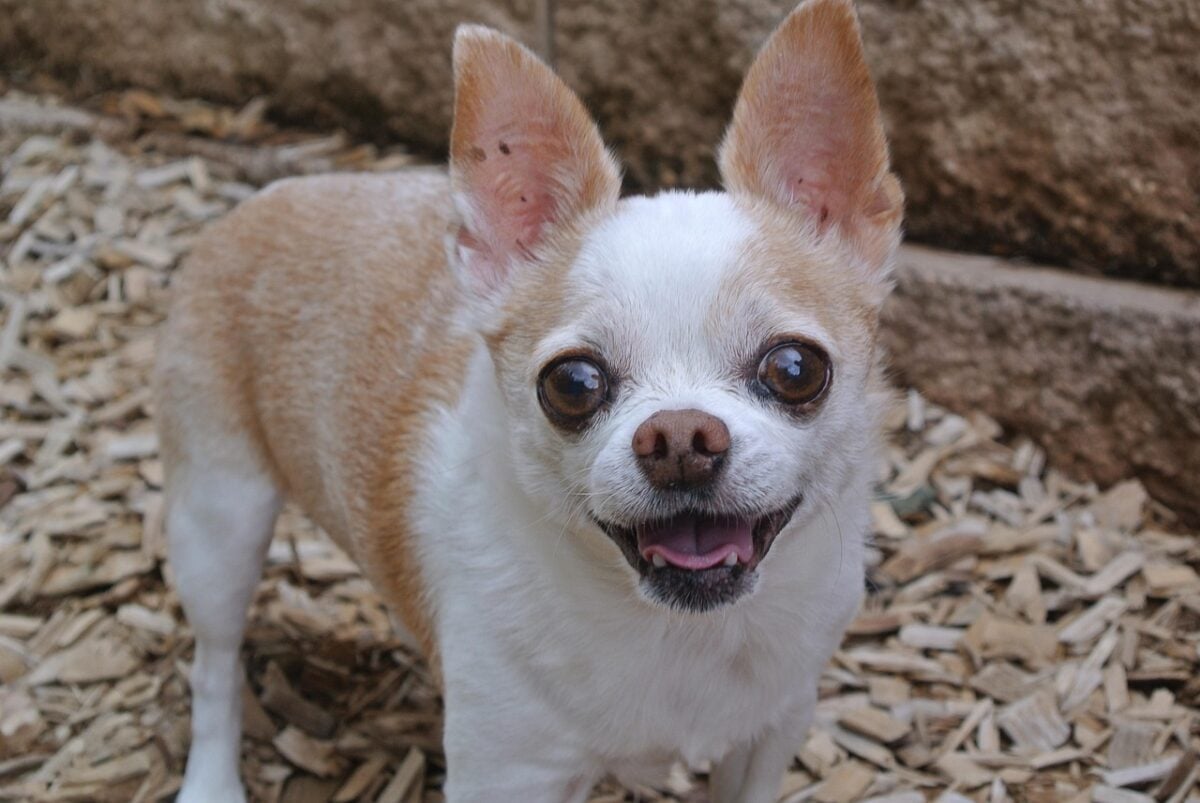 Close-up of Chihuahua, outside looking at camera.