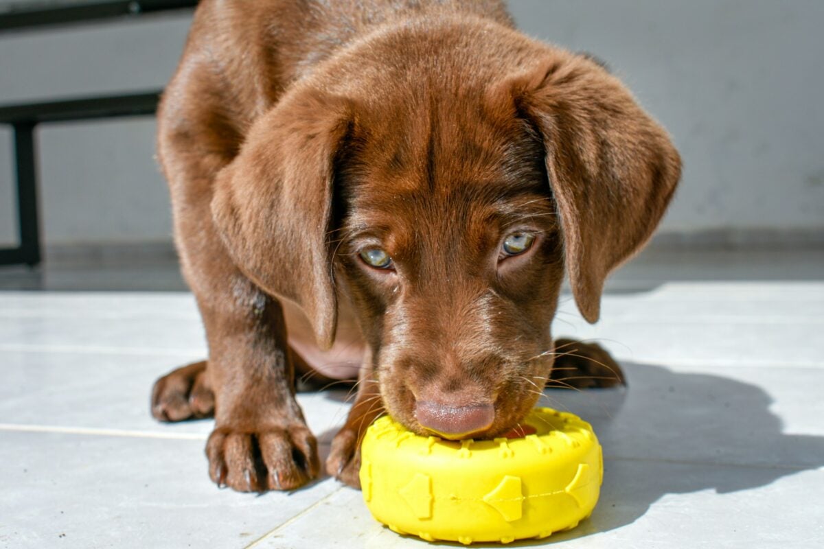 Chocolate Labrador Retriever biting yellow toy.