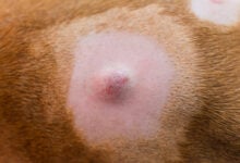 Close-up photo of a dog with mast cell tumor on their skin before surgery.