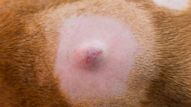 Close-up photo of a dog with mast cell tumor on their skin before surgery.