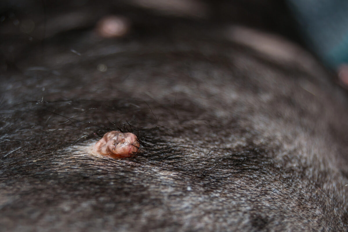 Cocker Spaniel Dog Breed with papilloma virus infection (close-up of wart on skin).