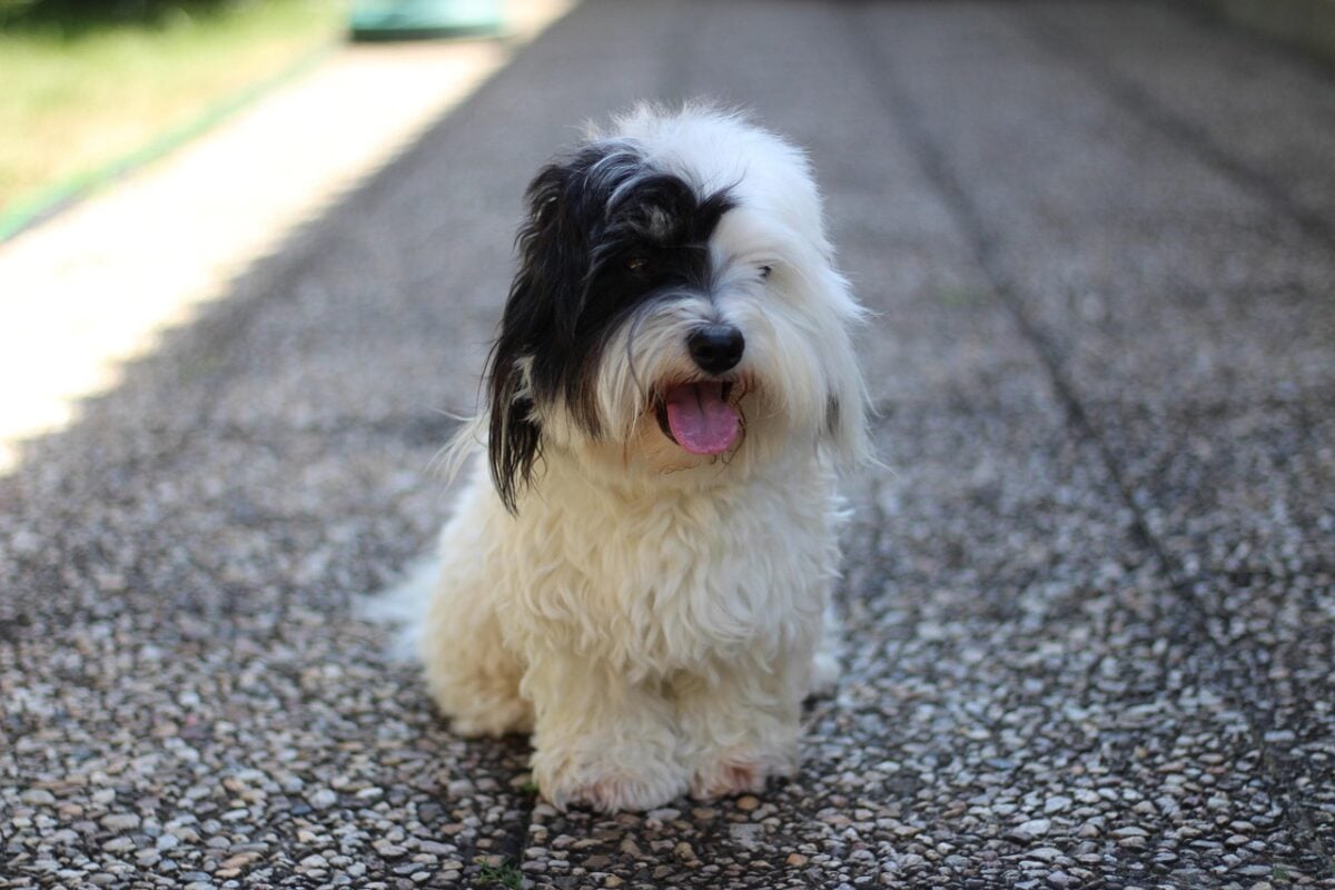 Coton De Tulear dog sitting outside on pavement.