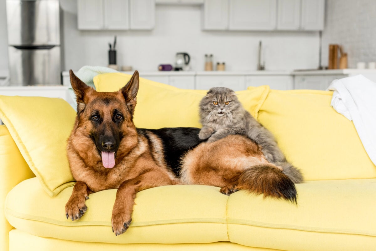 Cute cat and dog lying on yellow sofa in apartment.