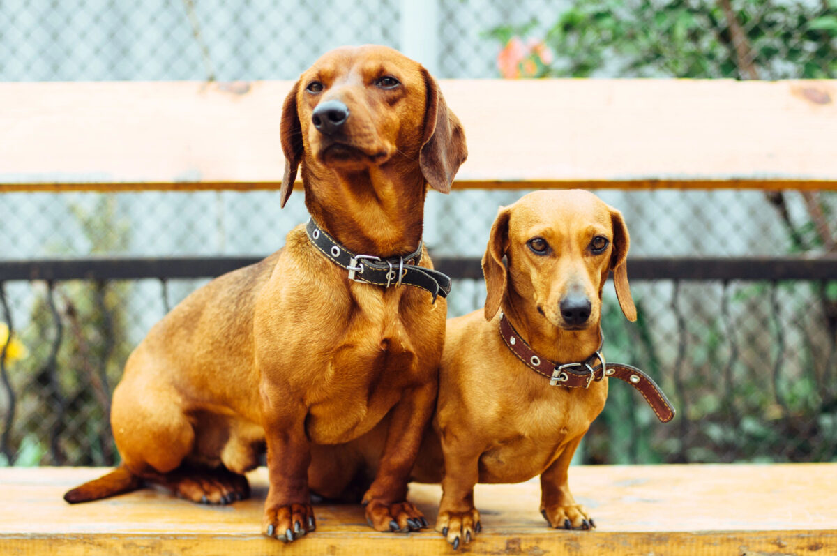 Miniature Dachshunds (right) standing next to standard Dachshunds (left), showing size difference.