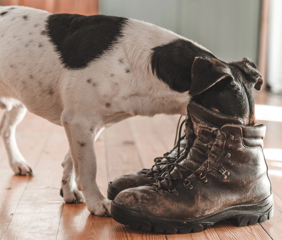A Jack Russell Terrier with its head inside a boot.