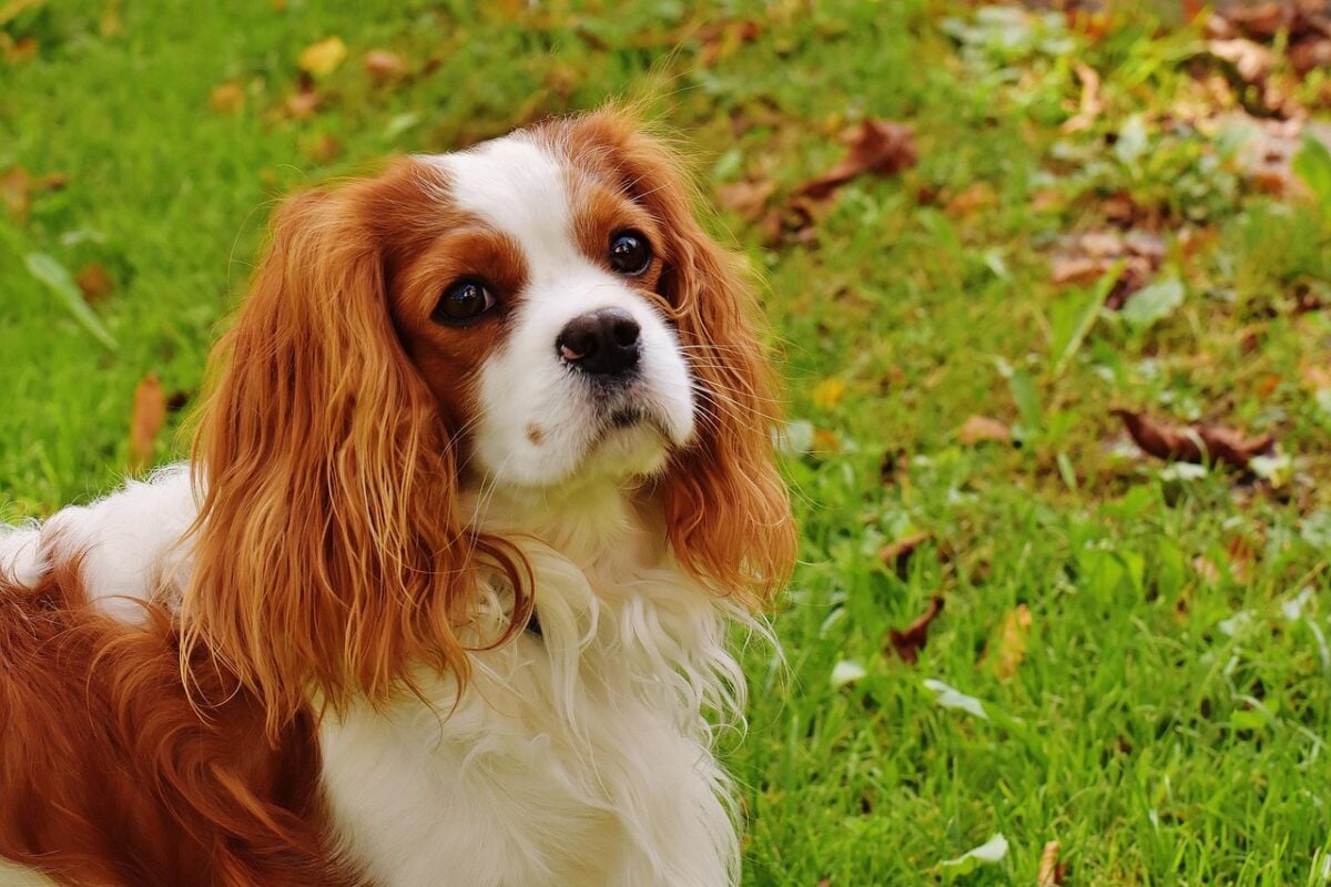 Cavalier King Charles Spaniel sitting outside on the grass.
