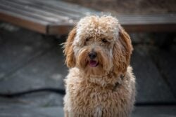 dog, labradoodle, pet, dog breed, brown fur, nature, brown curly fur, animal, portrait