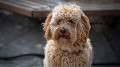 dog, labradoodle, pet, dog breed, brown fur, nature, brown curly fur, animal, portrait